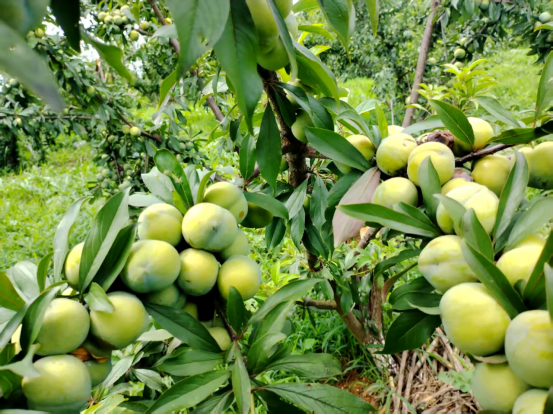 1752131689719.jpg 1752131689719.jpg